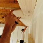 A Guide To Installing Pine Tongue And Groove Ceilings