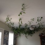How To Hang Up Fake Vines On Ceiling